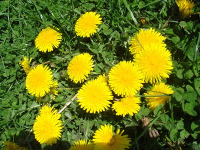 Mùa Hoa Nở Mùa Hoa Nở