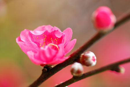 Cuối năm tha thẩn chùa Hương, Du lịch,